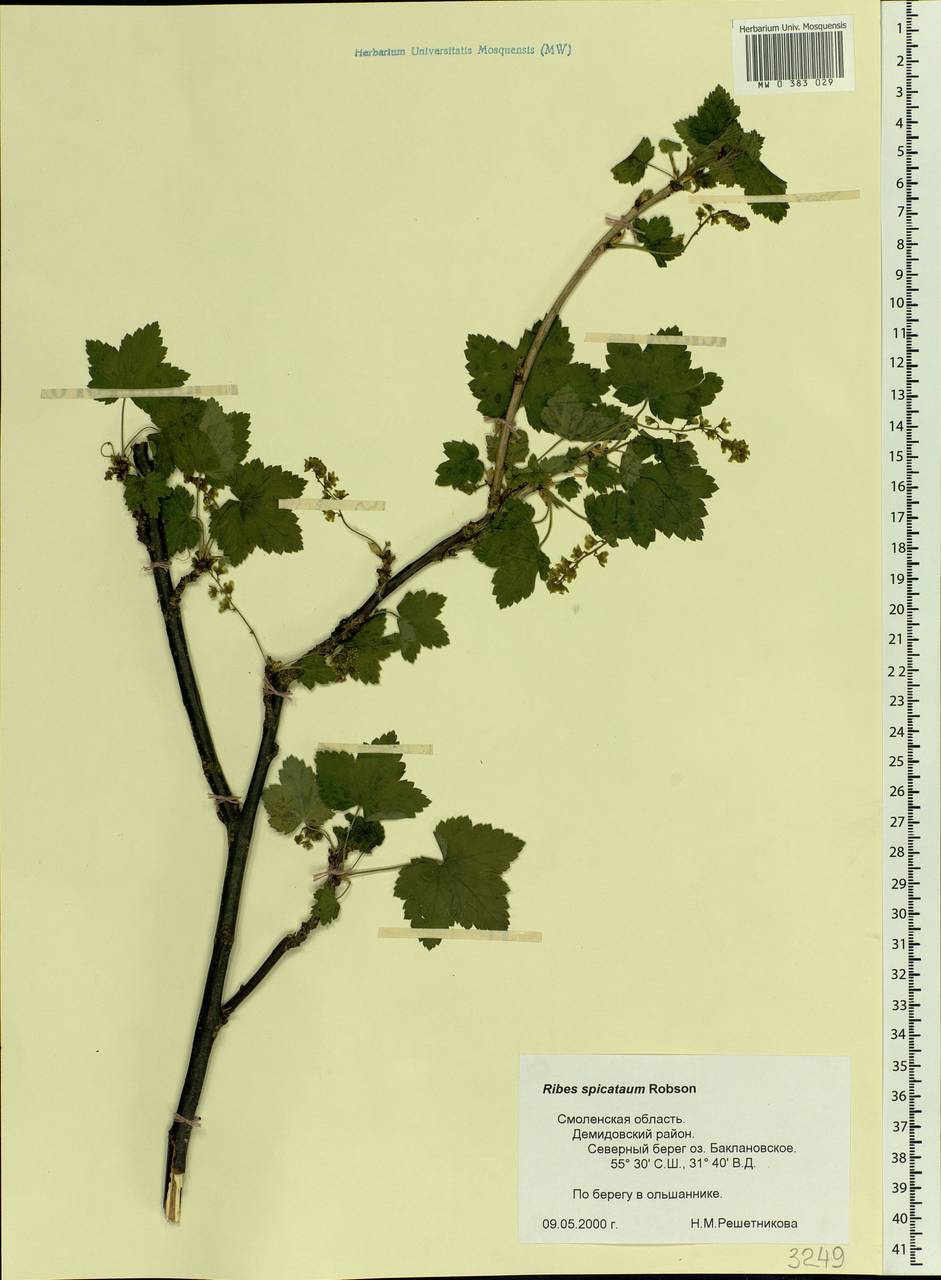 Ribes spicatum, Eastern Europe, Western region (E3) (Russia)