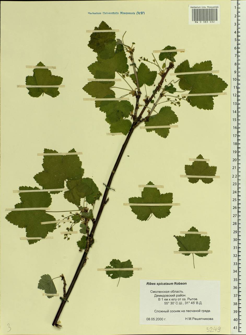 Ribes spicatum E.Robson, Eastern Europe, Western region (E3) (Russia)