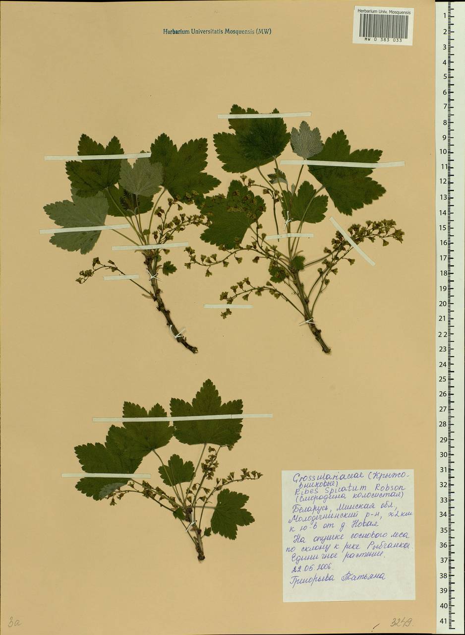 Ribes spicatum E.Robson, Eastern Europe, Belarus (E3a) (Belarus)