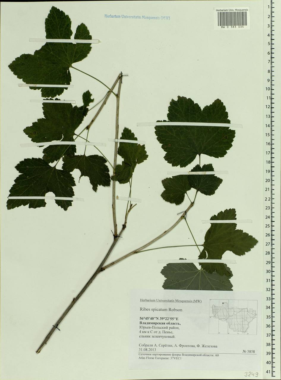 Ribes spicatum E.Robson, Eastern Europe, Central region (E4) (Russia)