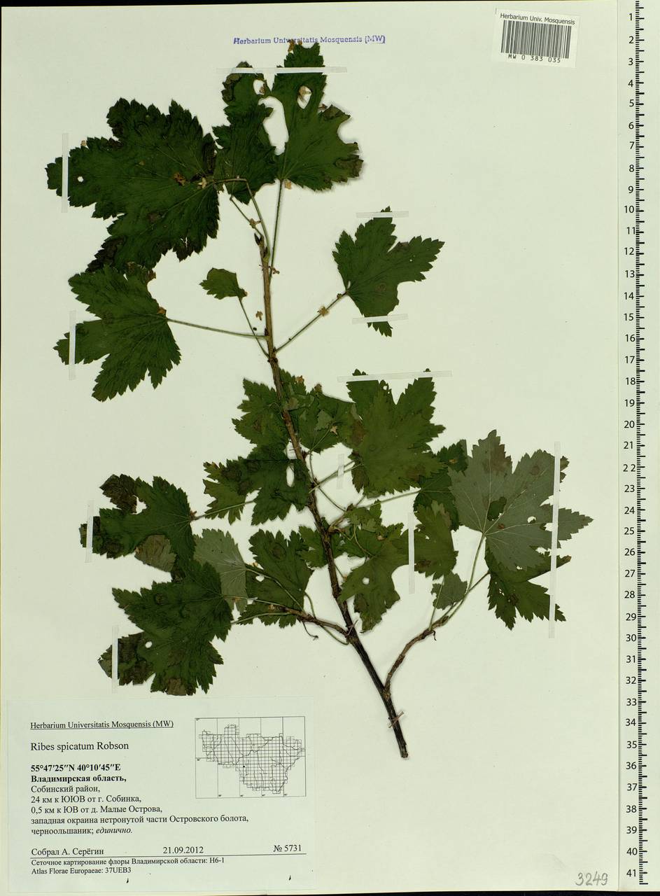 Ribes spicatum E.Robson, Eastern Europe, Central region (E4) (Russia)