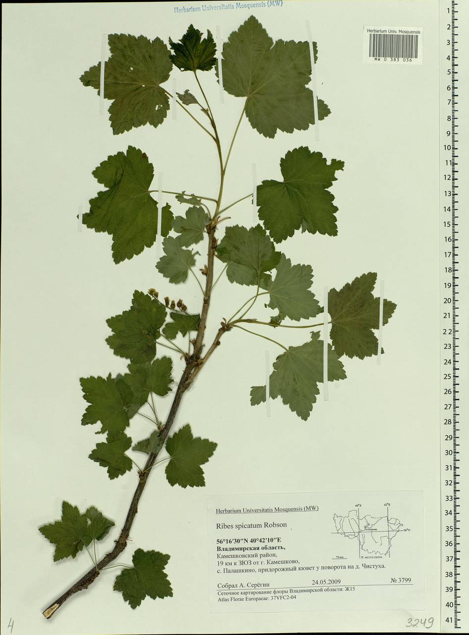 Ribes spicatum E.Robson, Eastern Europe, Central region (E4) (Russia)