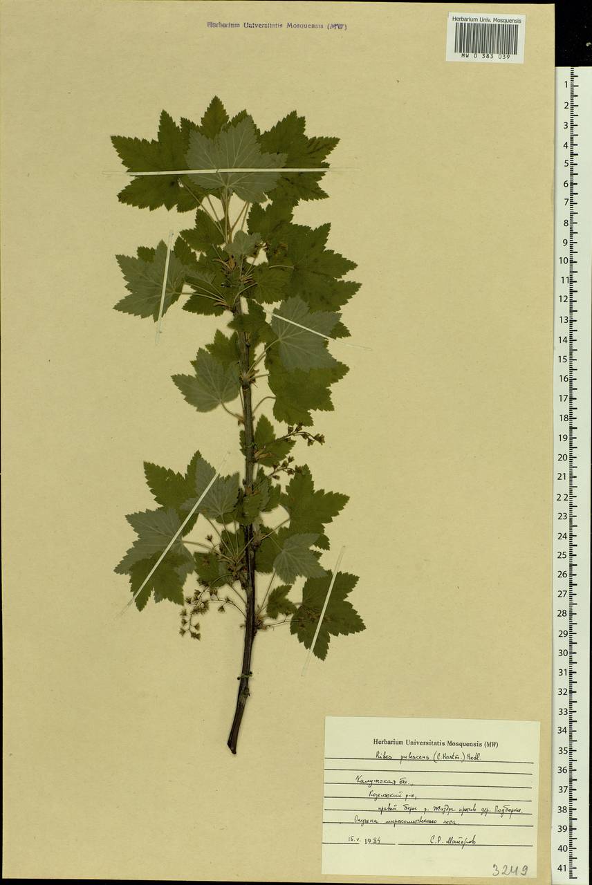 Ribes spicatum E.Robson, Eastern Europe, Central region (E4) (Russia)