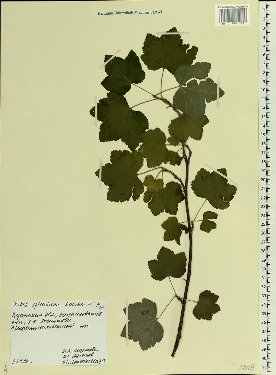 Ribes spicatum, Eastern Europe, Central region (E4) (Russia)