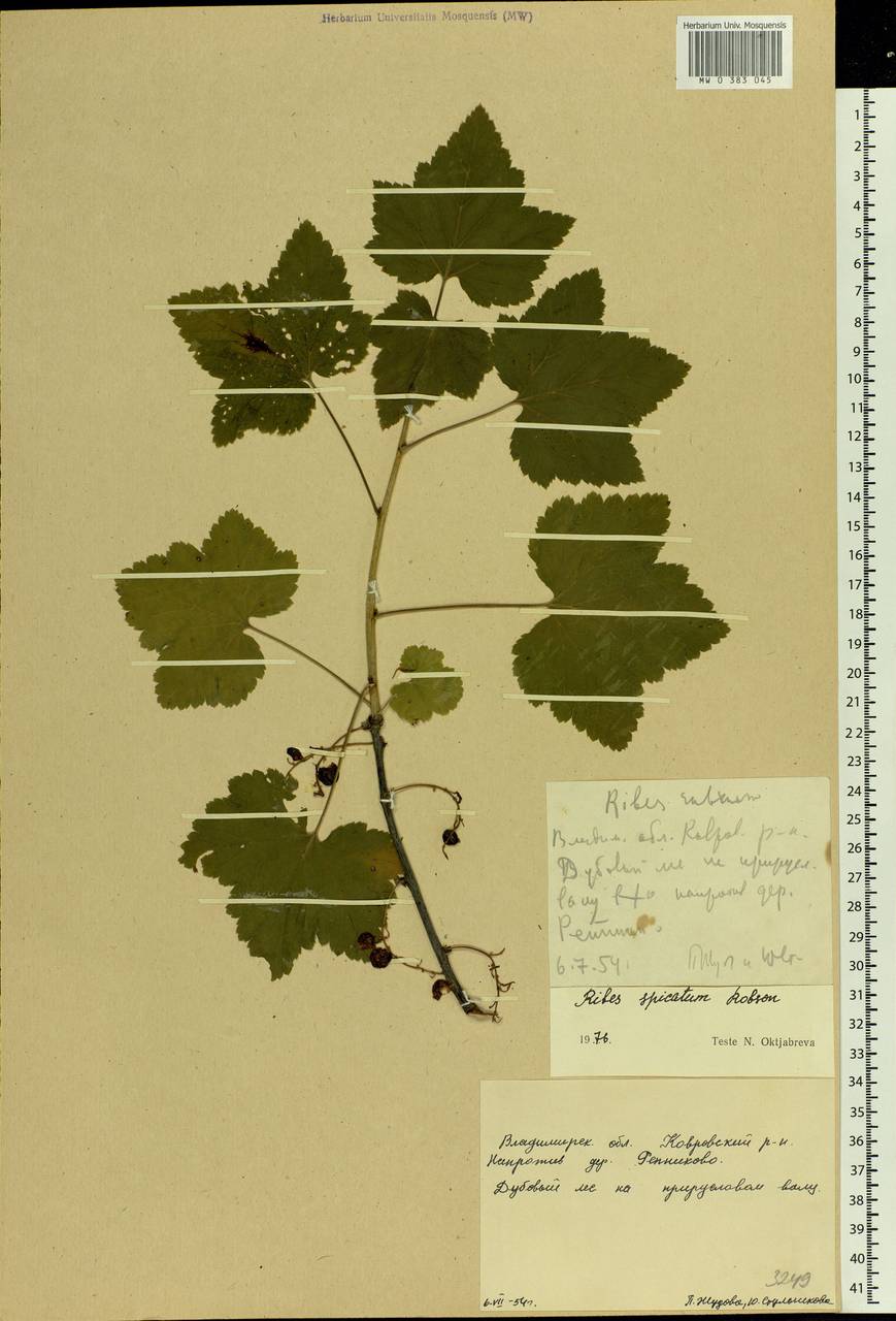 Ribes spicatum E.Robson, Eastern Europe, Central region (E4) (Russia)
