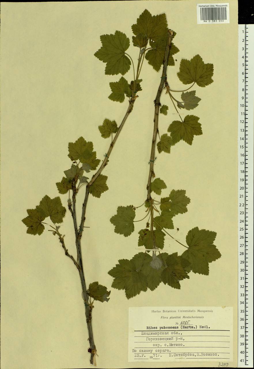 Ribes spicatum E.Robson, Eastern Europe, Central region (E4) (Russia)