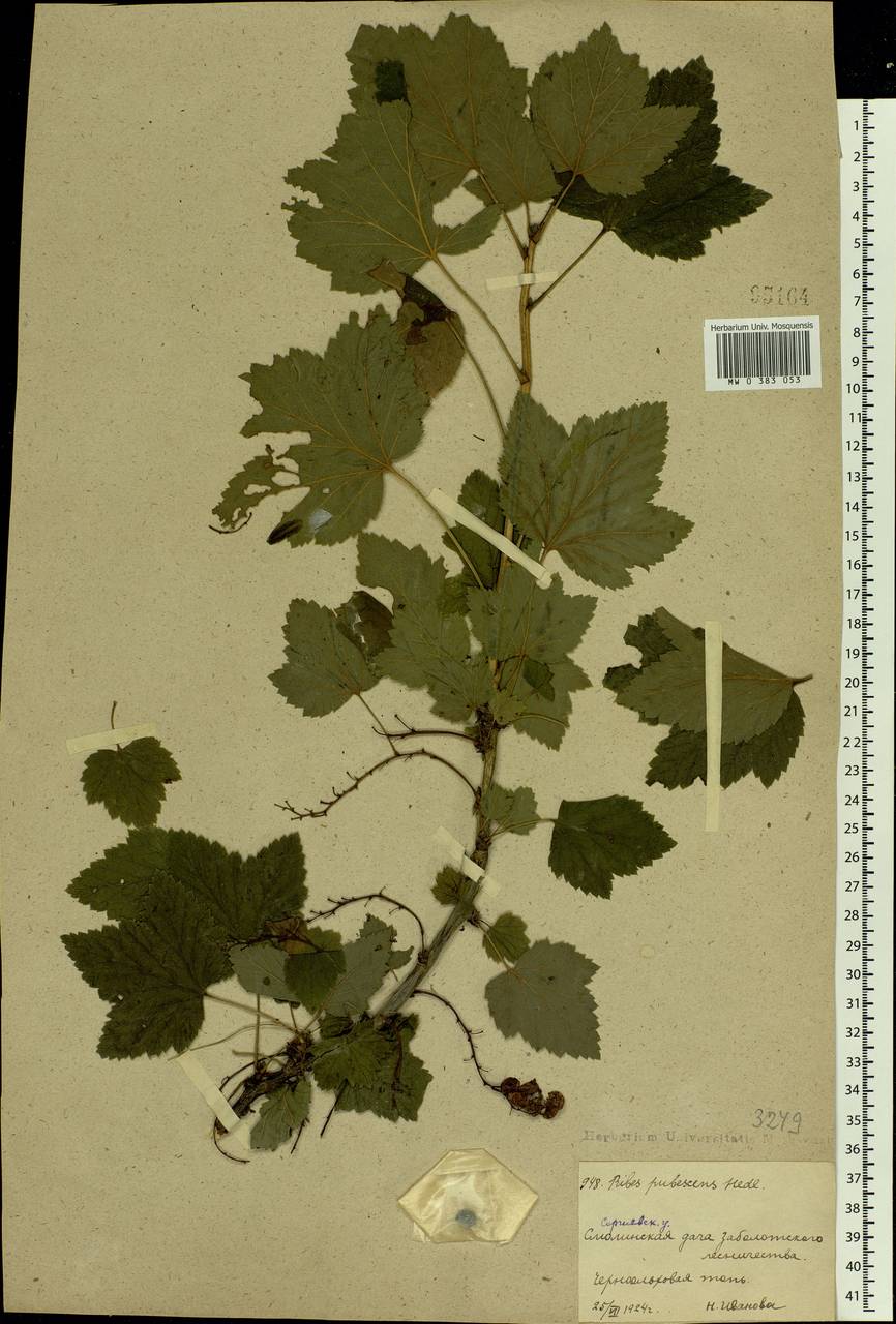 Ribes spicatum E.Robson, Eastern Europe, Moscow region (E4a) (Russia)