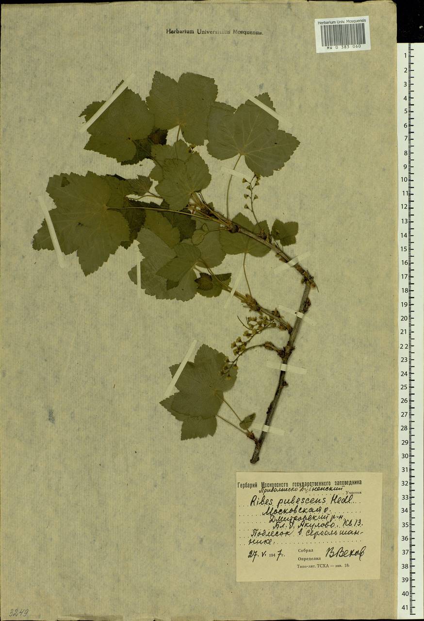 Ribes spicatum E.Robson, Eastern Europe, Moscow region (E4a) (Russia)