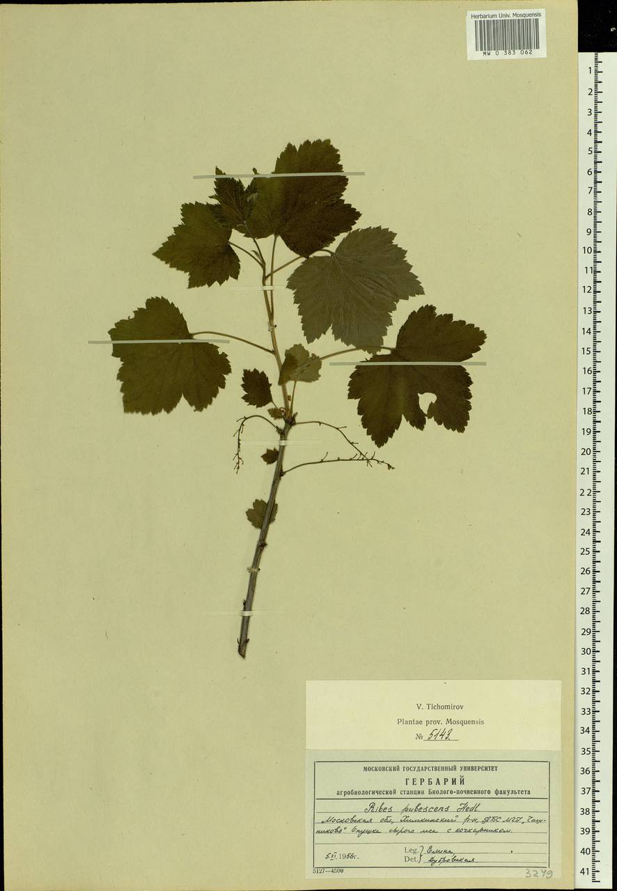 Ribes spicatum E.Robson, Eastern Europe, Moscow region (E4a) (Russia)