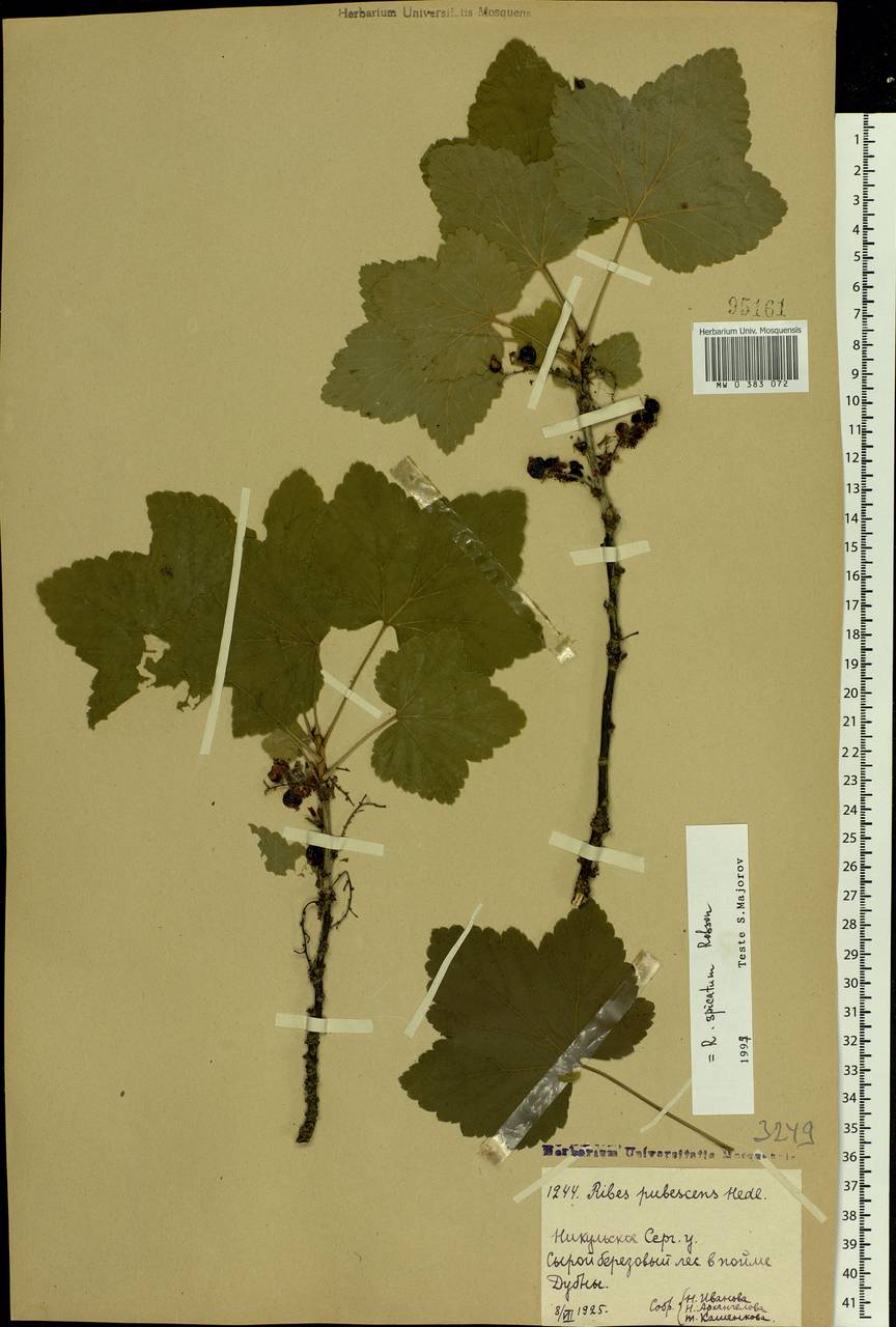 Ribes spicatum E.Robson, Eastern Europe, Moscow region (E4a) (Russia)