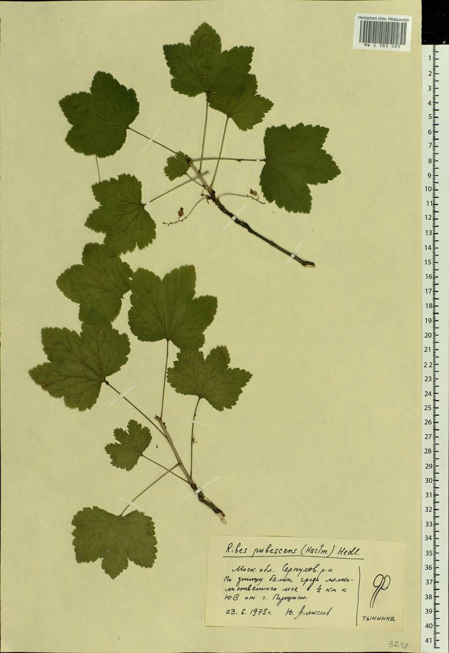 Ribes spicatum E.Robson, Eastern Europe, Moscow region (E4a) (Russia)