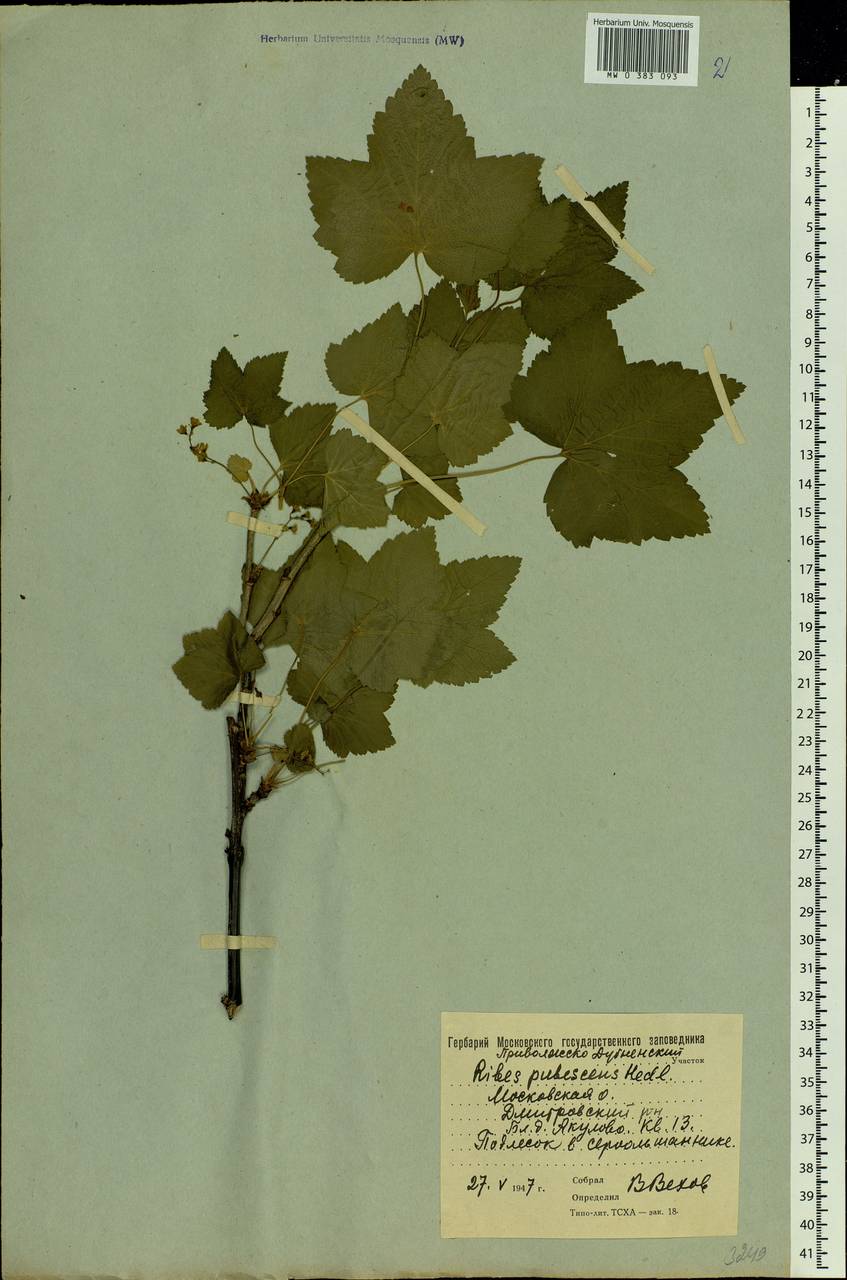 Ribes spicatum E.Robson, Eastern Europe, Moscow region (E4a) (Russia)
