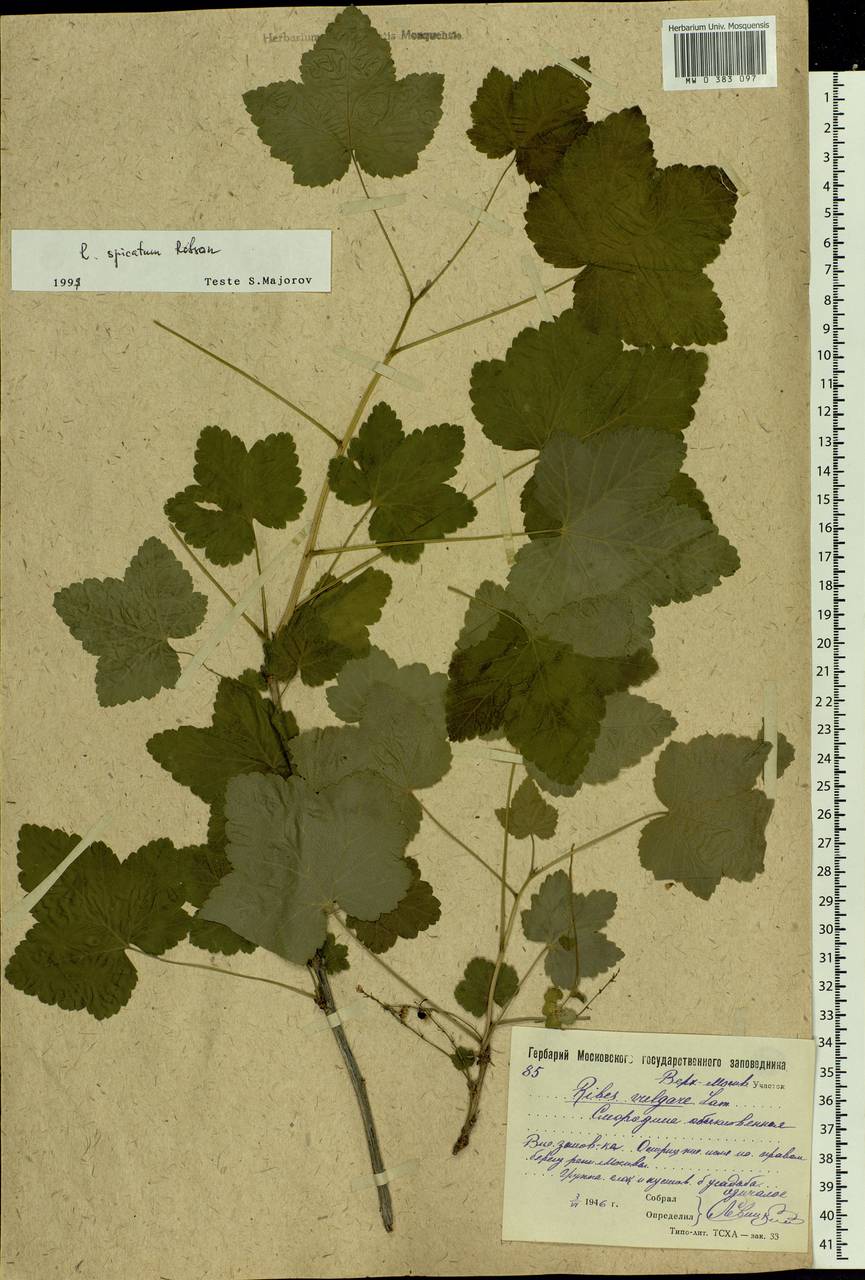 Ribes spicatum E.Robson, Eastern Europe, Moscow region (E4a) (Russia)