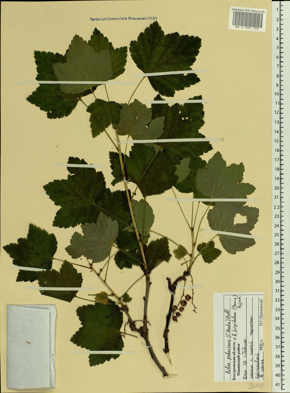 Ribes spicatum E.Robson, Eastern Europe, Central forest region (E5) (Russia)