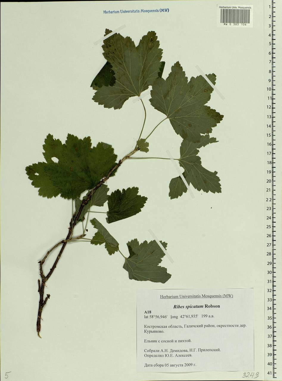Ribes spicatum E.Robson, Eastern Europe, Central forest region (E5) (Russia)