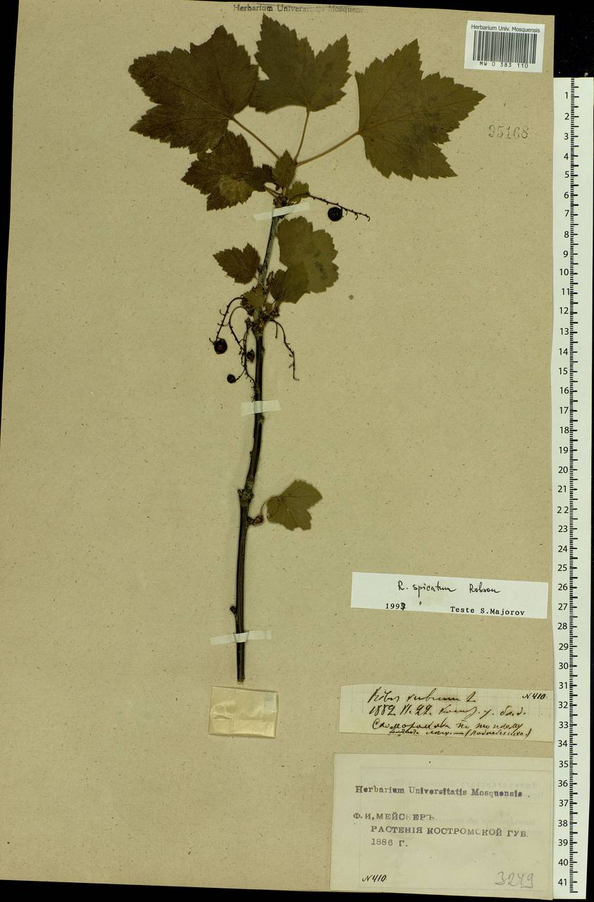 Ribes spicatum E.Robson, Eastern Europe, Central forest region (E5) (Russia)