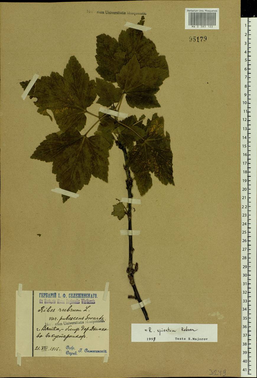 Ribes spicatum E.Robson, Eastern Europe, Volga-Kama region (E7) (Russia)
