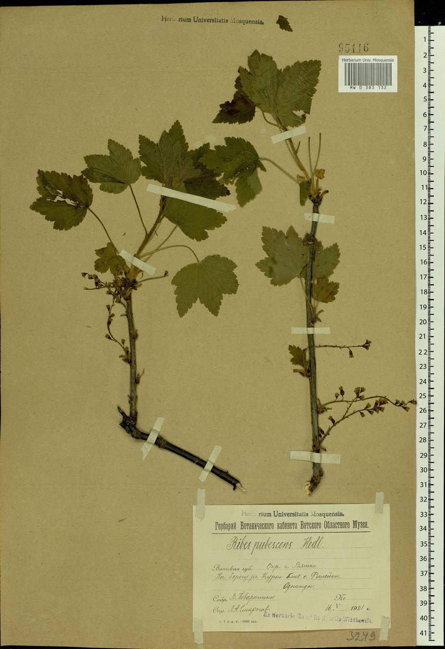 Ribes spicatum E.Robson, Eastern Europe, Volga-Kama region (E7) (Russia)