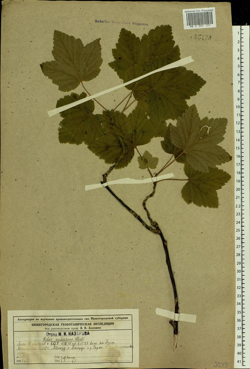 Ribes spicatum E.Robson, Eastern Europe, Central forest region (E5) (Russia)