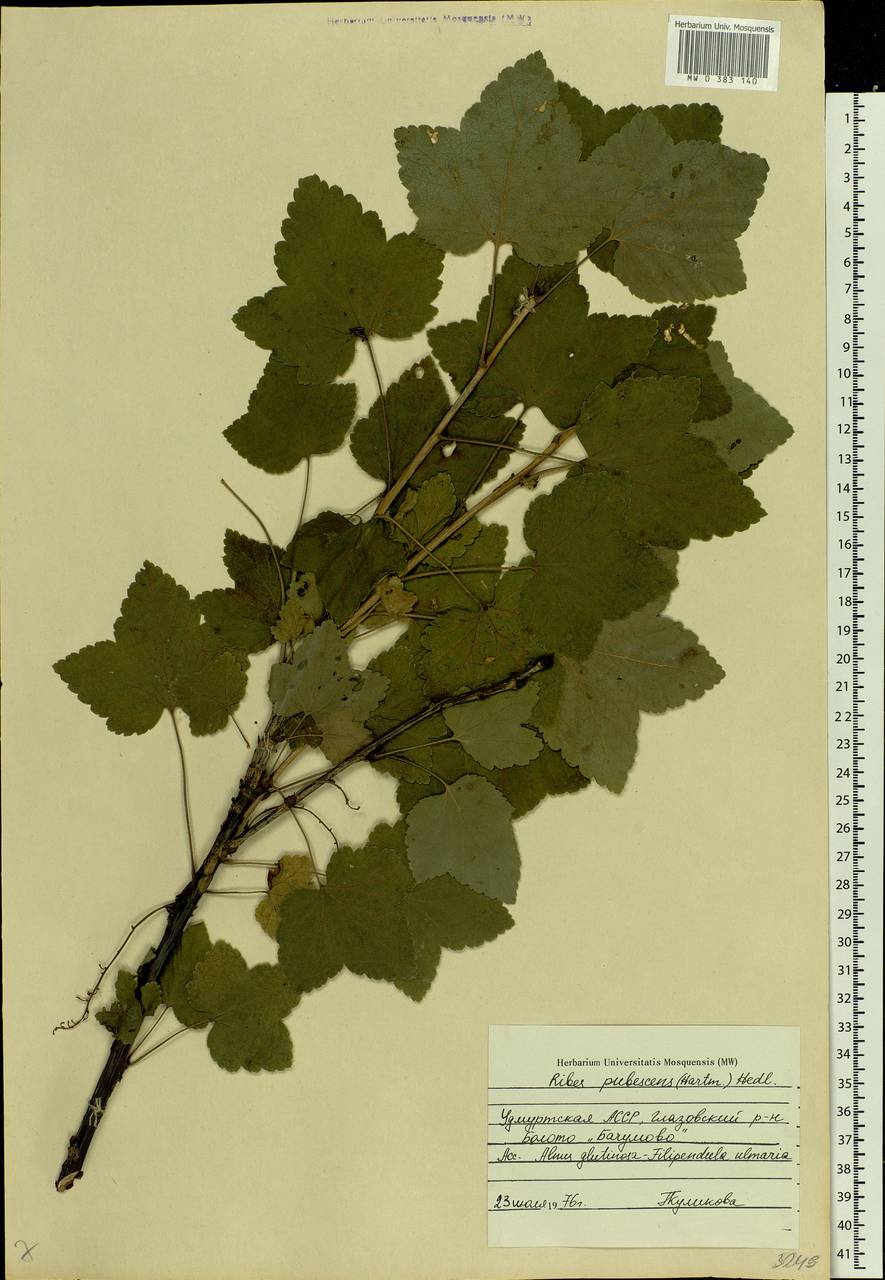 Ribes spicatum E.Robson, Eastern Europe, Volga-Kama region (E7) (Russia)