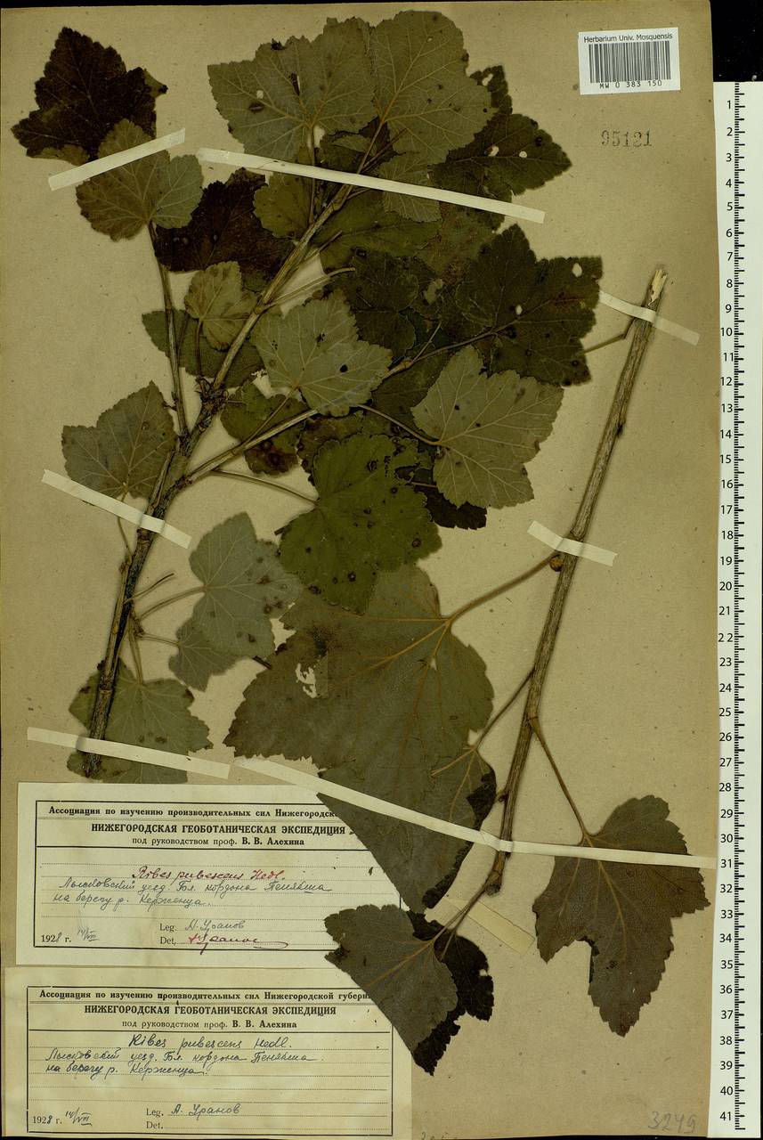 Ribes spicatum, Eastern Europe, Volga-Kama region (E7) (Russia)