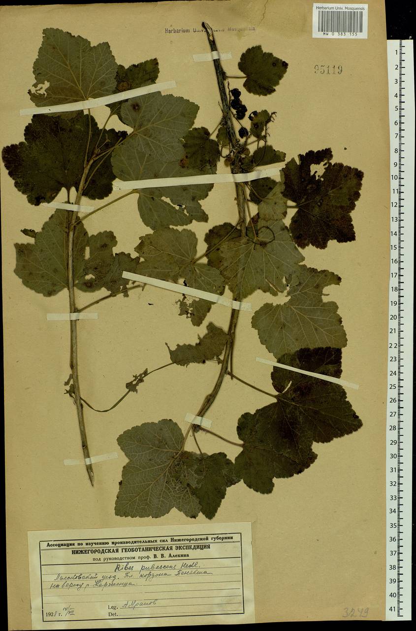 Ribes spicatum E.Robson, Eastern Europe, Volga-Kama region (E7) (Russia)