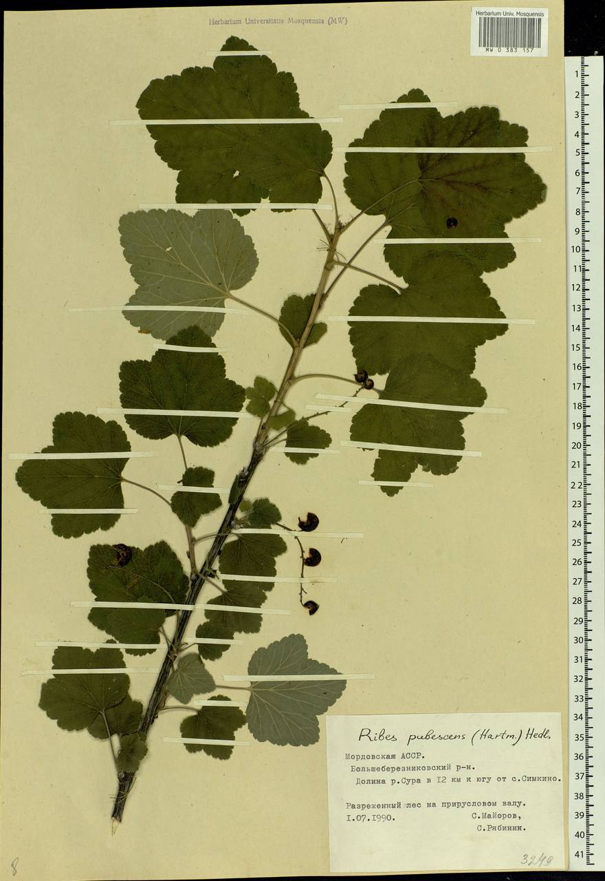 Ribes spicatum, Eastern Europe, Middle Volga region (E8) (Russia)
