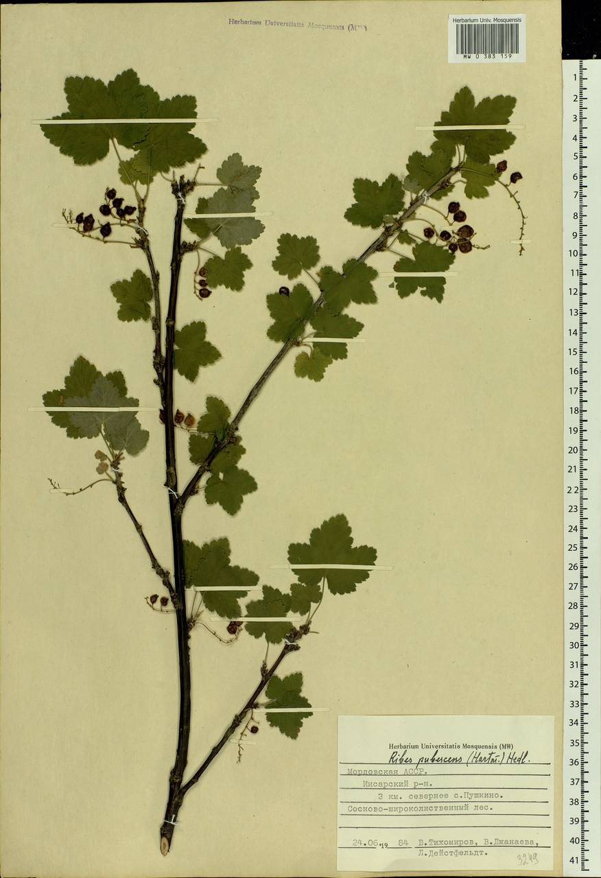 Ribes spicatum E.Robson, Eastern Europe, Middle Volga region (E8) (Russia)