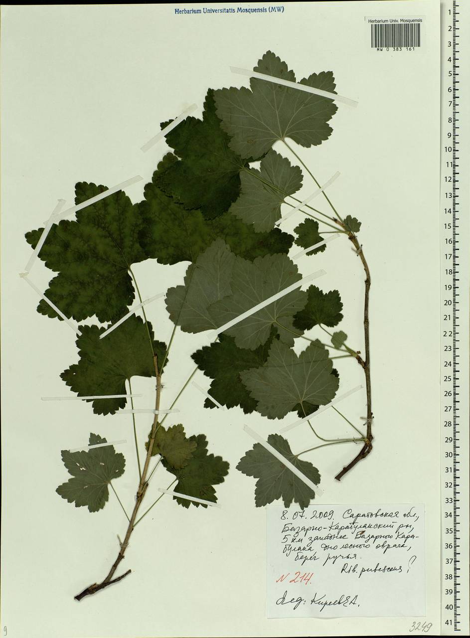 Ribes spicatum, Eastern Europe, Lower Volga region (E9) (Russia)