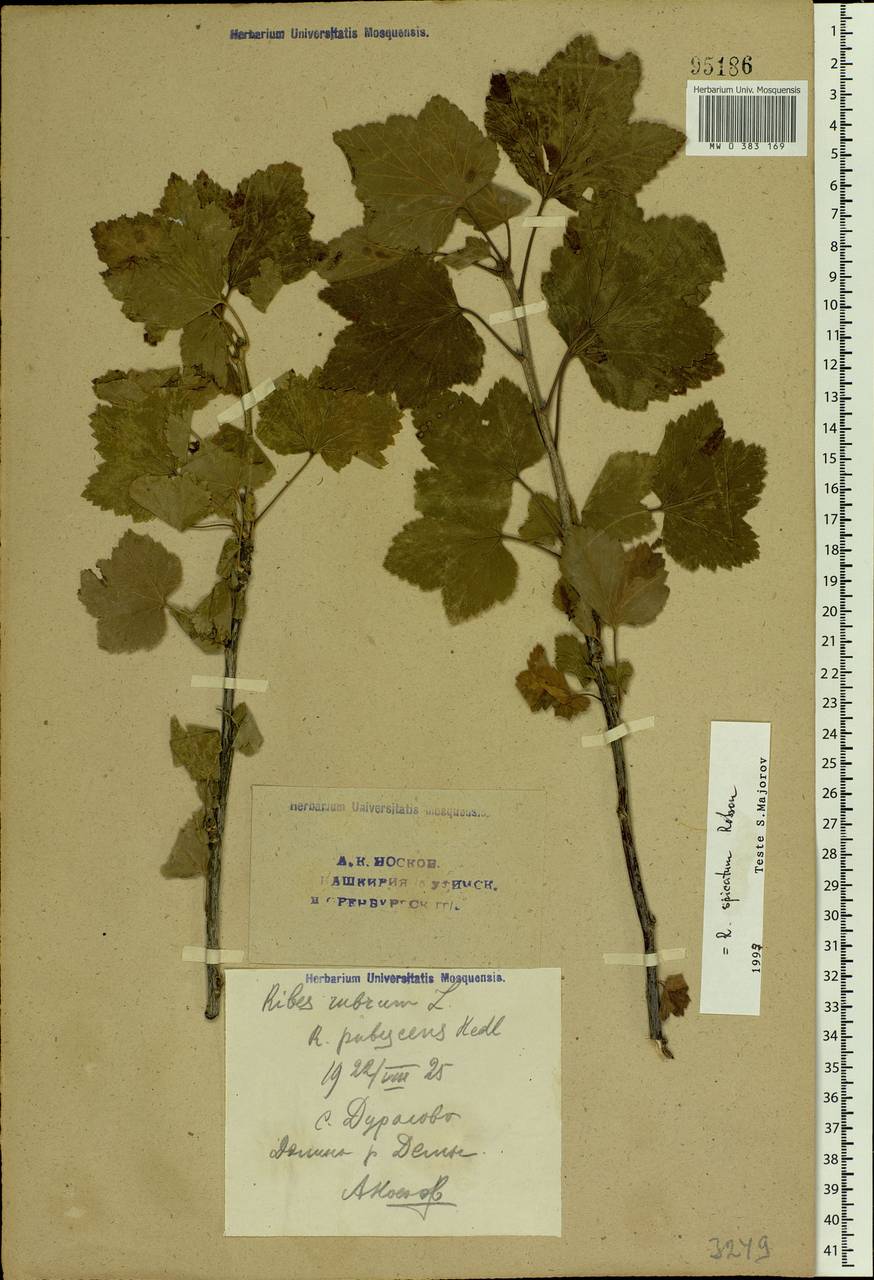 Ribes spicatum E.Robson, Eastern Europe, Eastern region (E10) (Russia)