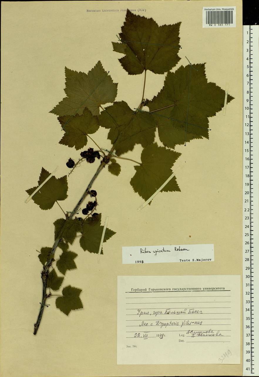 Ribes spicatum E.Robson, Eastern Europe, Eastern region (E10) (Russia)