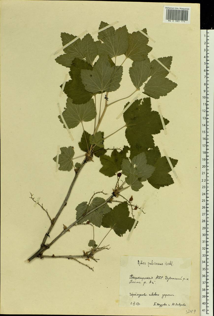 Ribes spicatum E.Robson, Eastern Europe, Eastern region (E10) (Russia)