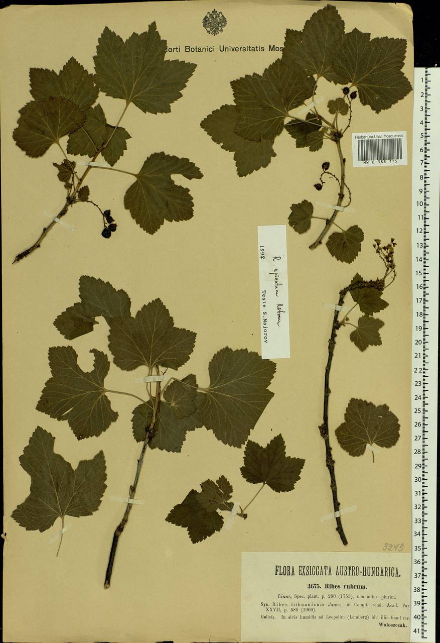 Ribes spicatum E. Robson, Eastern Europe, West Ukrainian region (E13) (Ukraine)