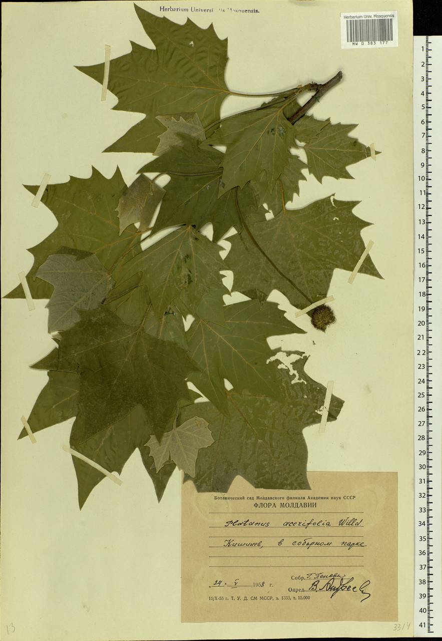 Platanus hybrida Brot., Eastern Europe, Moldova (E13a) (Moldova)