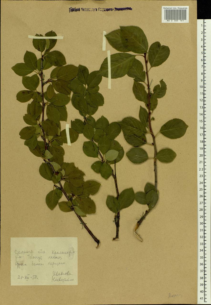 Rosaceae, Eastern Europe, Lower Volga region (E9) (Russia)