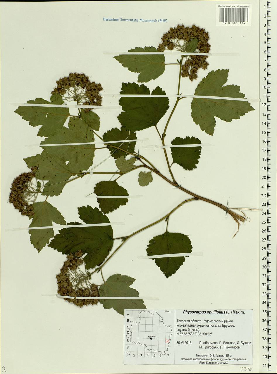 Physocarpus opulifolius (L.) Maxim., Eastern Europe, North-Western region (E2) (Russia)