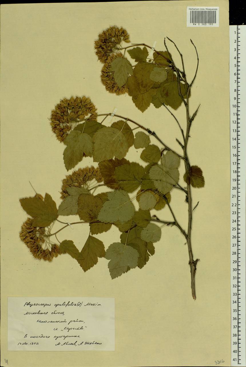 Physocarpus opulifolius (L.) Maxim., Eastern Europe, Moscow region (E4a) (Russia)