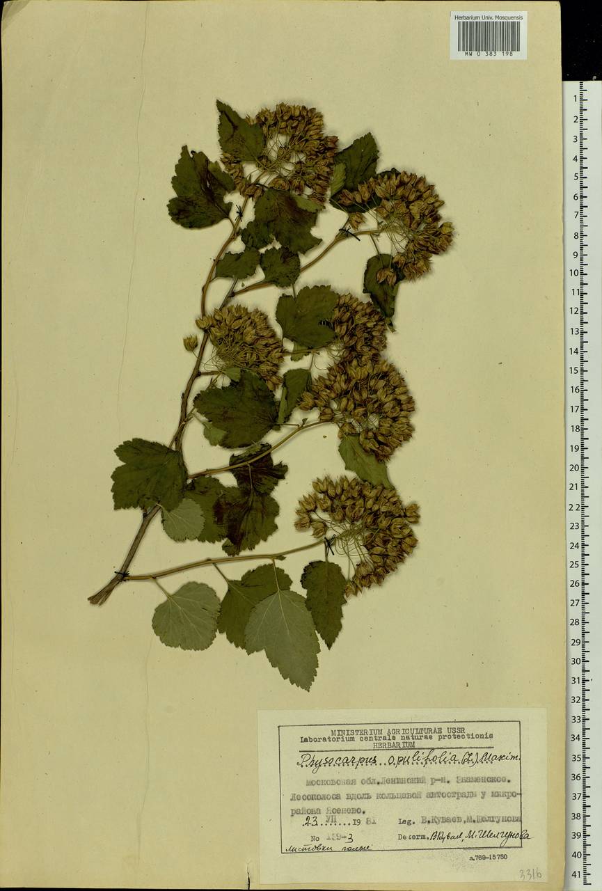Physocarpus opulifolius (L.) Maxim., Eastern Europe, Moscow region (E4a) (Russia)