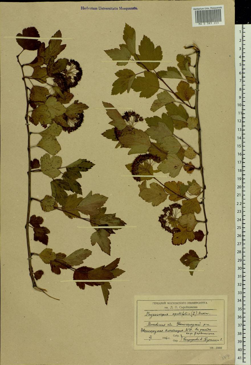 Physocarpus opulifolius (L.) Maxim., Eastern Europe, Moscow region (E4a) (Russia)