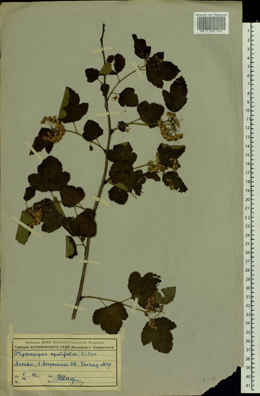 Physocarpus opulifolius (L.) Maxim., Eastern Europe, Moscow region (E4a) (Russia)