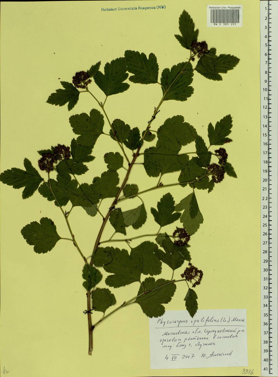 Physocarpus opulifolius (L.) Maxim., Eastern Europe, Moscow region (E4a) (Russia)