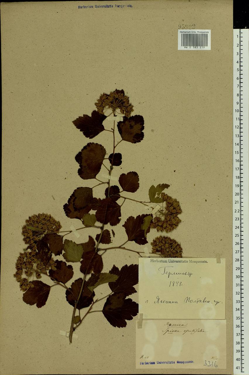 Physocarpus opulifolius (L.) Maxim., Eastern Europe, North Ukrainian region (E11) (Ukraine)