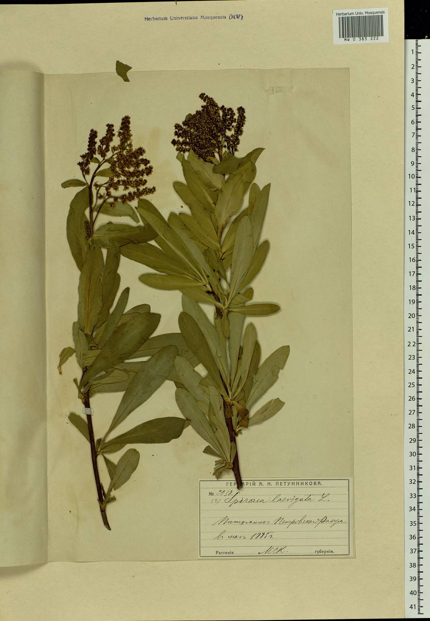 Sibiraea laevigata (L.) Maxim., Eastern Europe, Moscow region (E4a) (Russia)