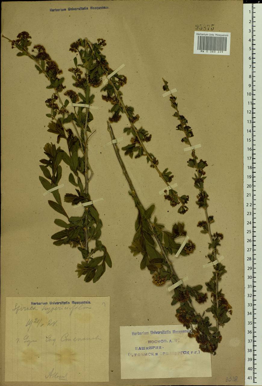 Spiraea, Eastern Europe, Eastern region (E10) (Russia)