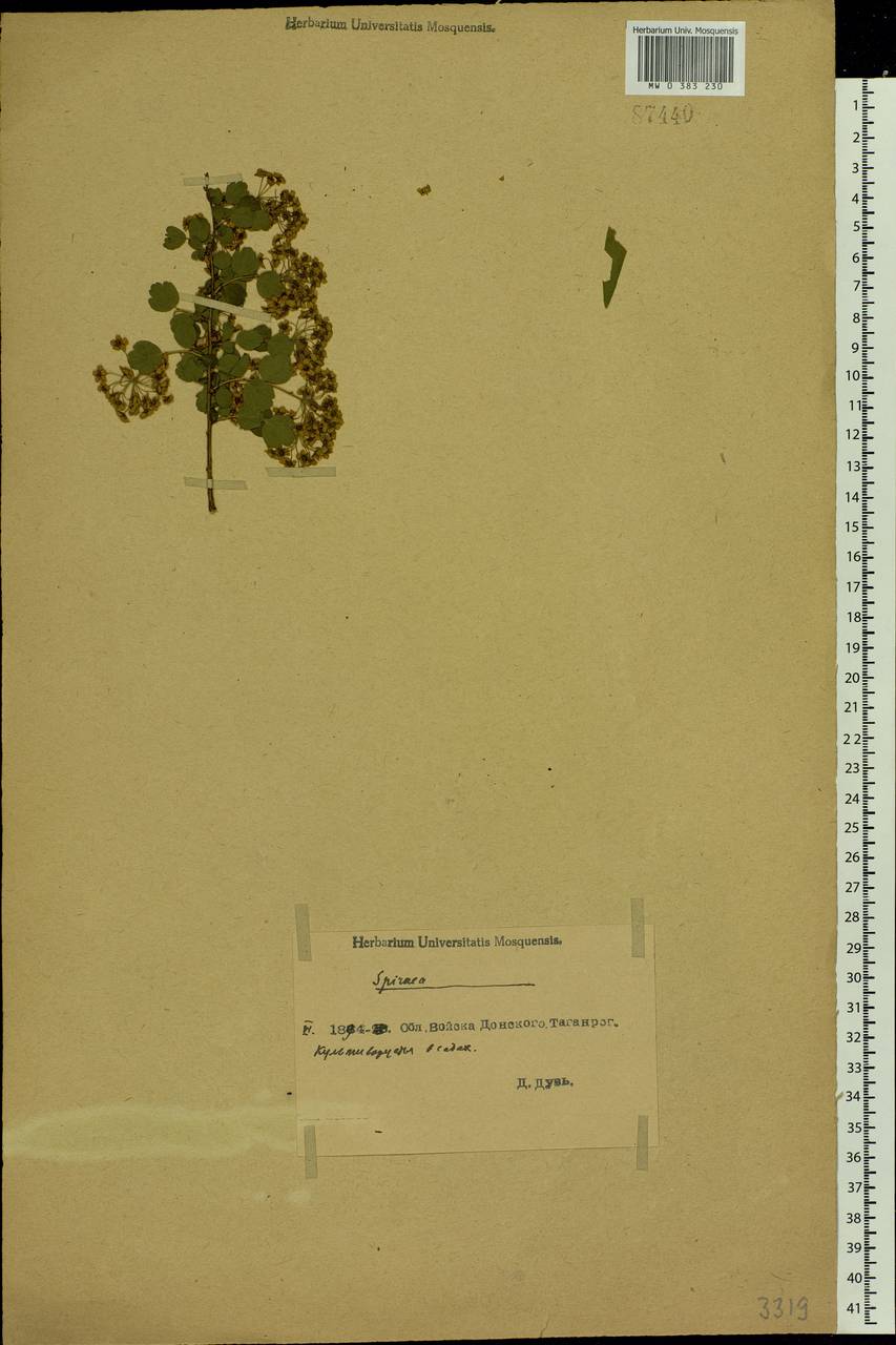Spiraea, Eastern Europe, Rostov Oblast (E12a) (Russia)