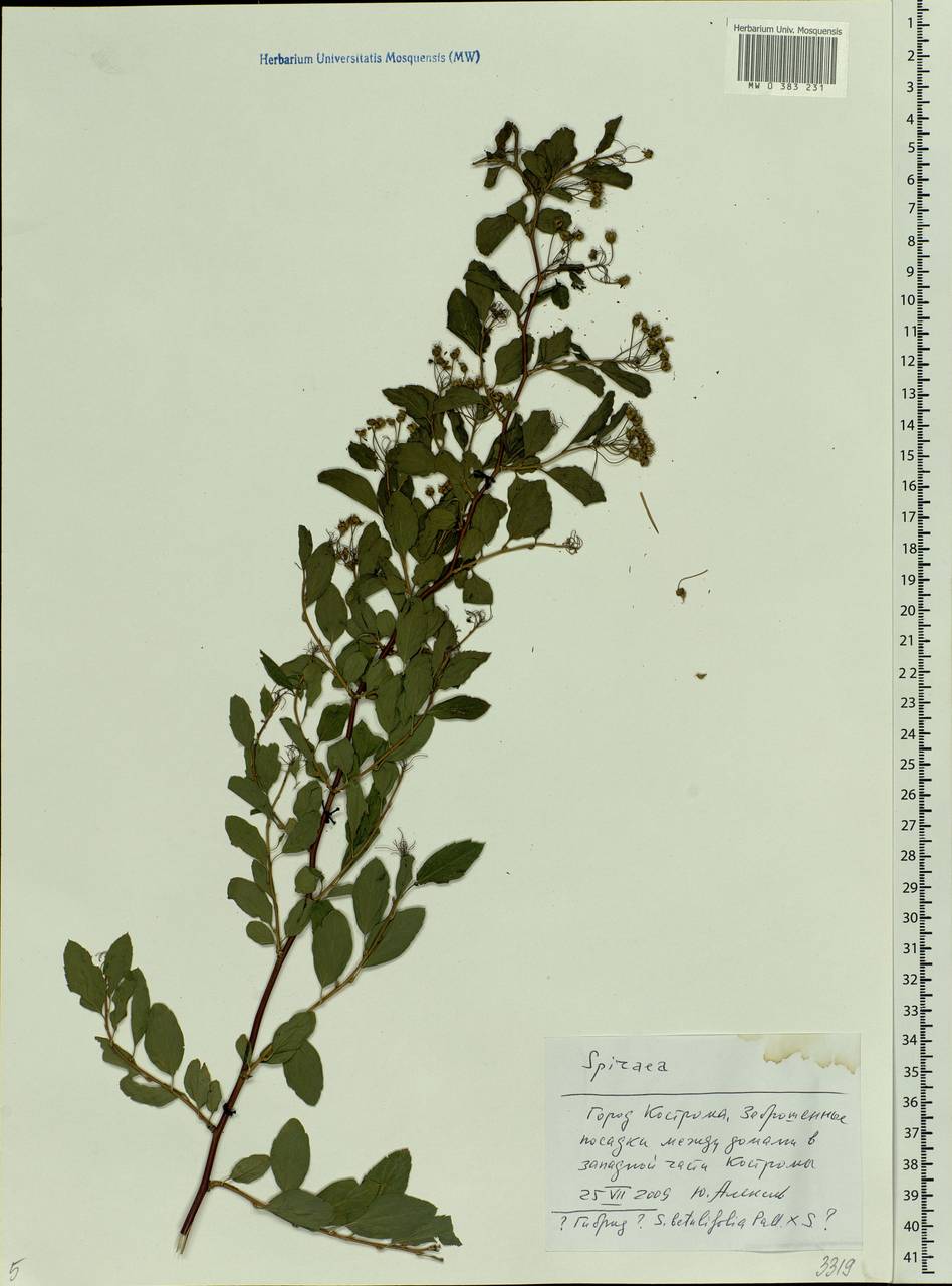 Spiraea, Eastern Europe, Central forest region (E5) (Russia)