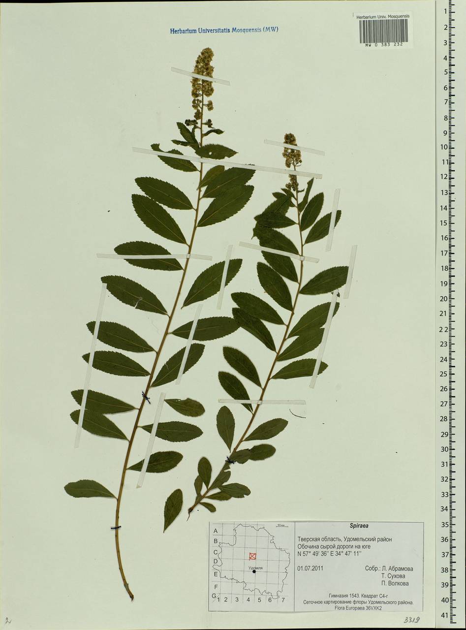 Spiraea, Eastern Europe, North-Western region (E2) (Russia)