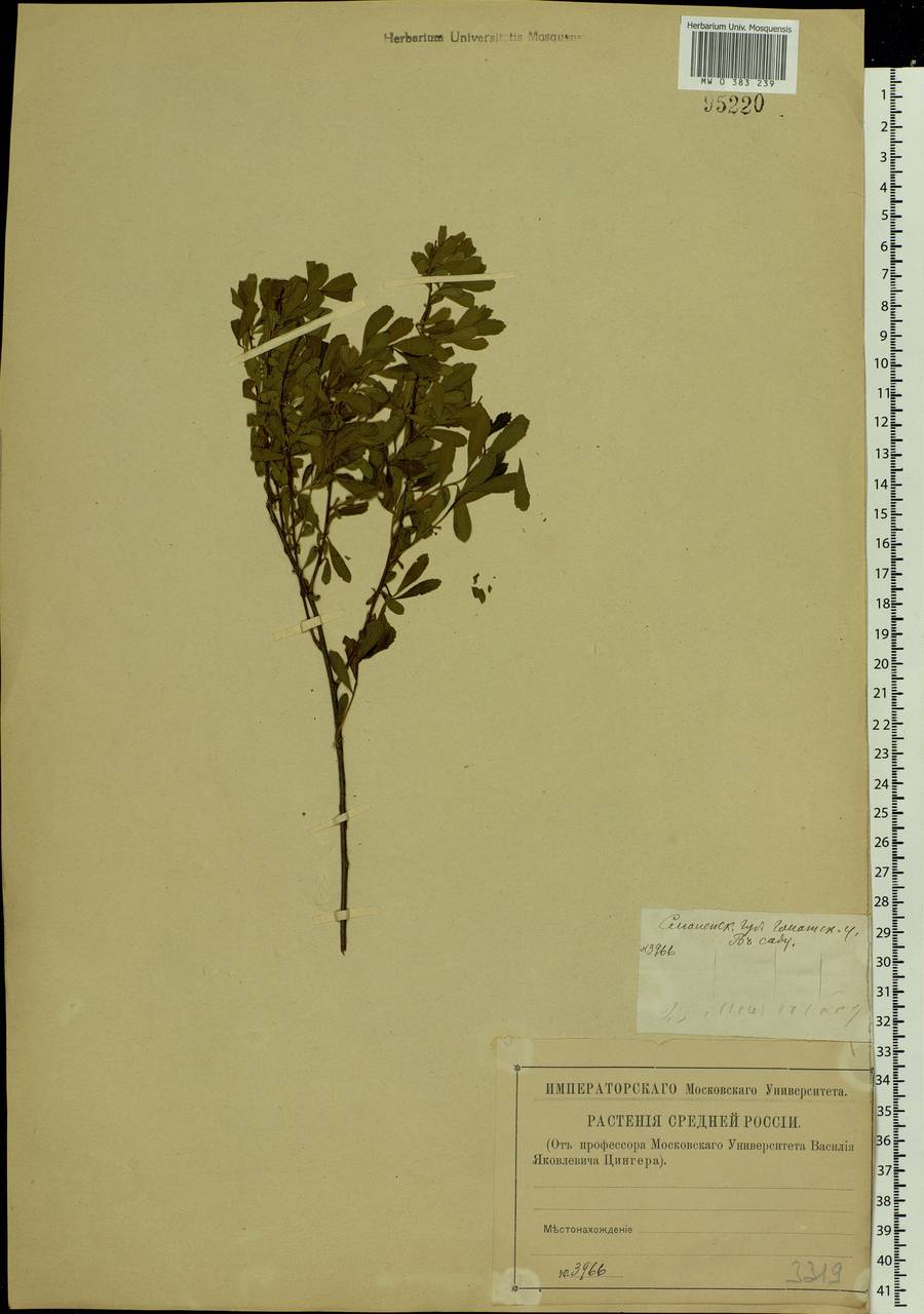 Spiraea, Eastern Europe, Western region (E3) (Russia)