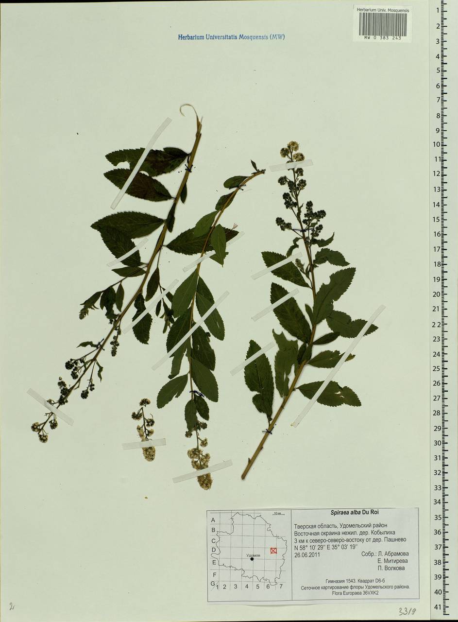 Spiraea alba, Eastern Europe, North-Western region (E2) (Russia)