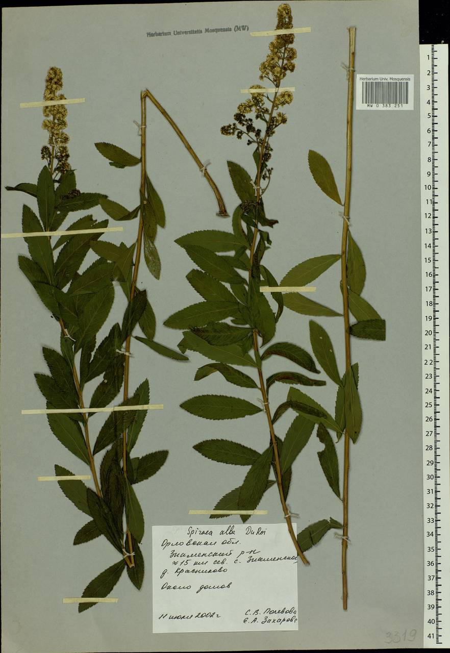 Spiraea alba Du Roi, Eastern Europe, Central forest-and-steppe region (E6) (Russia)